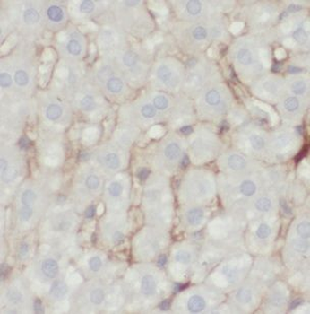 Icam1 Antibody