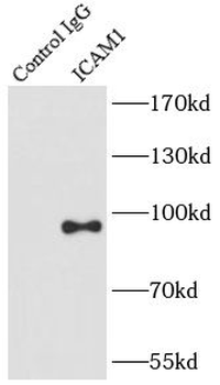 ICAM1 Antibody