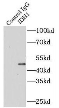 IDH1 Antibody