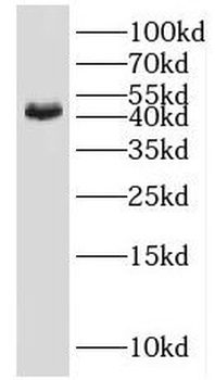 IDH3G Rabbit Polyclonal Antibody