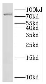 IFFO1 Rabbit Polyclonal Antibody