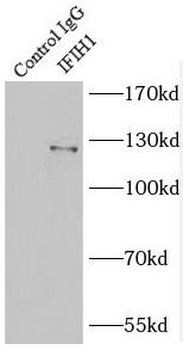 IFIH1 Antibody