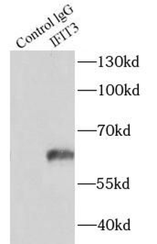 IFIT3 Rabbit Polyclonal Antibody