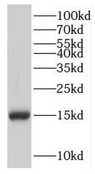 IFITM2 Rabbit Polyclonal Antibody