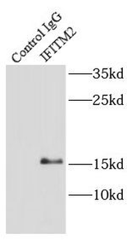 IFITM2 Rabbit Polyclonal Antibody