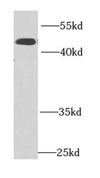 IFRD1 Rabbit Polyclonal Antibody