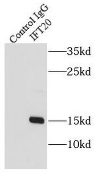 IFT20 Rabbit Polyclonal Antibody