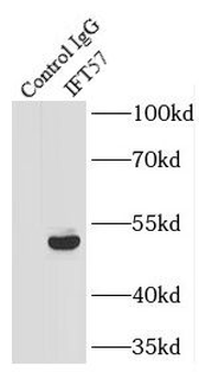 IFT57 Antibody