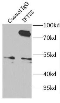 IFT88 Antibody