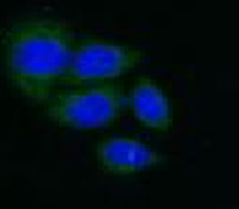 IGFBP3 Antibody