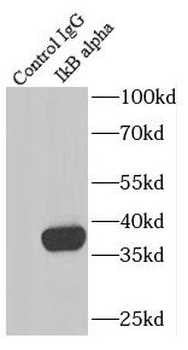 NFKBIA Rabbit Polyclonal Antibody