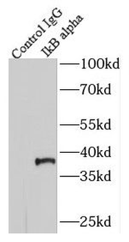 NFKBIA Rabbit Polyclonal Antibody