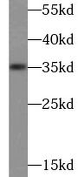 IL1A Antibody