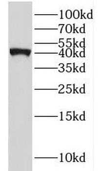IL10RB Antibody