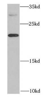 IL20 Antibody