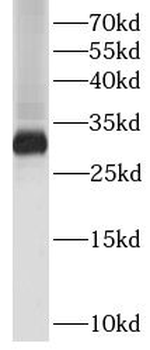 IL27 Antibody