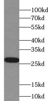 IL37 Antibody