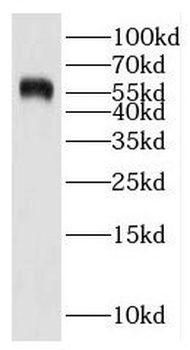 IMPDH1 Antibody