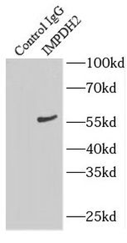 IMPDH2 Rabbit Polyclonal Antibody