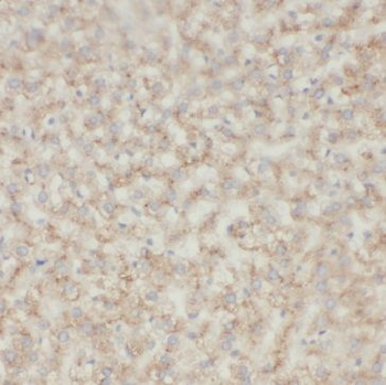 INE1 Rabbit Polyclonal Antibody