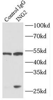 ING2 Rabbit Polyclonal Antibody