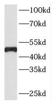 ING3 Rabbit Polyclonal Antibody