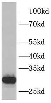 ING4 Rabbit Polyclonal Antibody