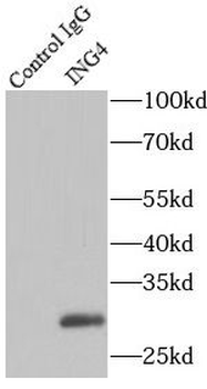 ING4 Rabbit Polyclonal Antibody