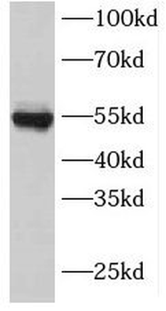 INSC Rabbit Polyclonal Antibody