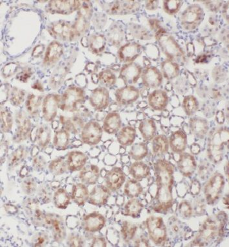 INSC Rabbit Polyclonal Antibody