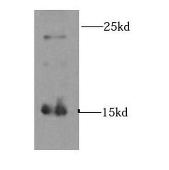 INSL3 Antibody