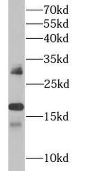 IFNA1 Antibody