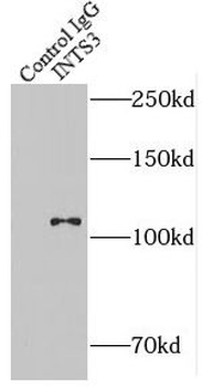 INTS3 Rabbit Polyclonal Antibody