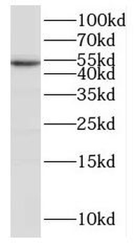 IRGC Rabbit Polyclonal Antibody