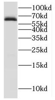 IRGQ Rabbit Polyclonal Antibody