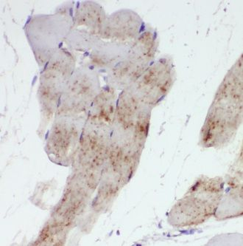 IRGQ Rabbit Polyclonal Antibody