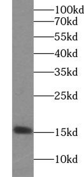 ISG15 Rabbit Polyclonal Antibody