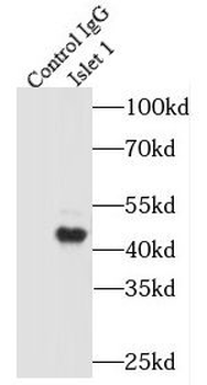 REG3G Antibody
