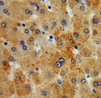 ITM2A Rabbit Polyclonal Antibody