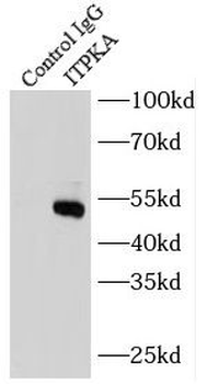 ITPKA Rabbit Polyclonal Antibody
