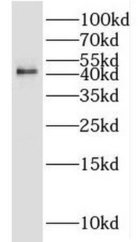 JUNB Antibody