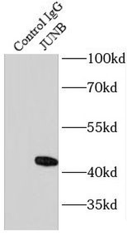 JUNB Antibody