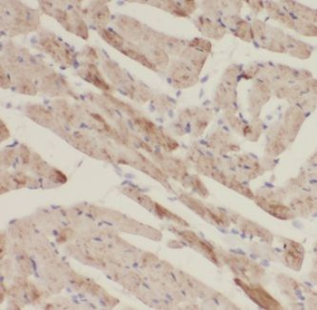 KAZALD1 Rabbit Polyclonal Antibody