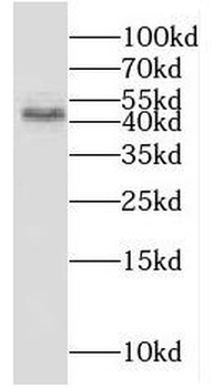 KAZN Rabbit Polyclonal Antibody