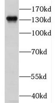 KCNH7 Antibody
