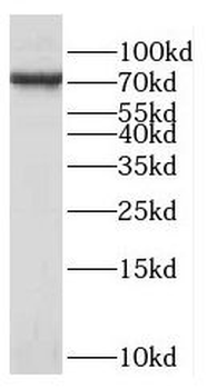 KCNK5 Rabbit Polyclonal Antibody
