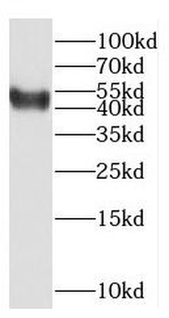 KCNN4 Antibody