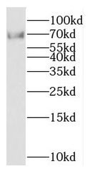 KCNS2 Rabbit Polyclonal Antibody