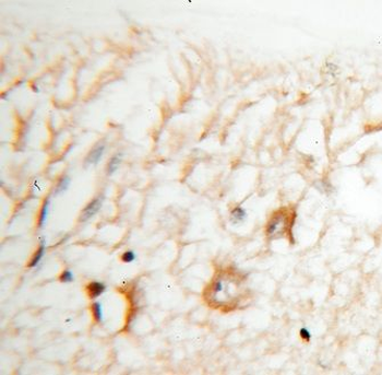 KCNS2 Rabbit Polyclonal Antibody