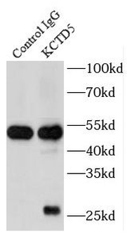 KCTD5 Rabbit Polyclonal Antibody